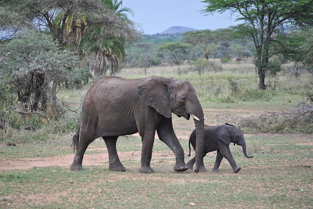Singita Milele, a Private Serengeti Retreat, to Open in May 2024